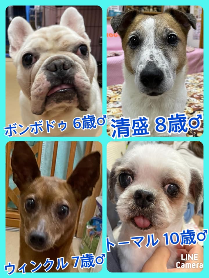 🐾今日の里親様募集中ワンコ🐶メンバーです🐾2021,6,18